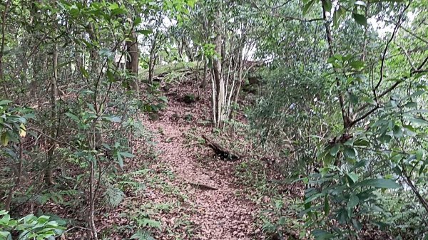 20250531 新竹關西 赤柯山及東獅頭山 O型2801105