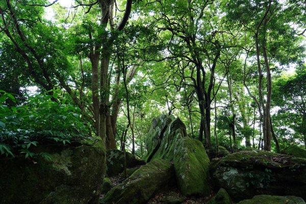 新竹 五峰 油羅山、霞山2798237