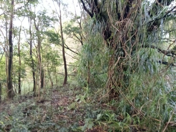 石碇南港區深按頭山+深按頭西峰+三層崎山+灰窯山+土庫岳東峰+土庫岳+山豬窟尖+更寮腳山+大豐山2976884