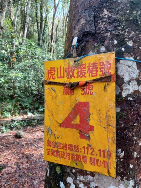 【苗栗泰安】中級山的大霸尖山。 虎山步道2779598