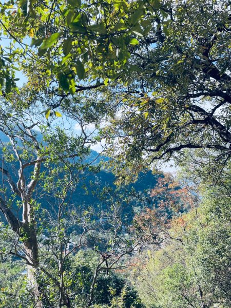 20241230 台中谷關捎來步道2739163