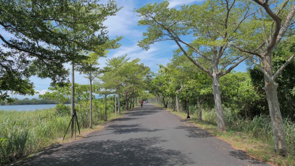 頭城綠色隧道,八角瞭望台2549377