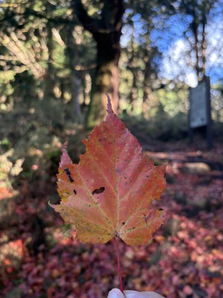20251225塔山步道(大塔山)2970337