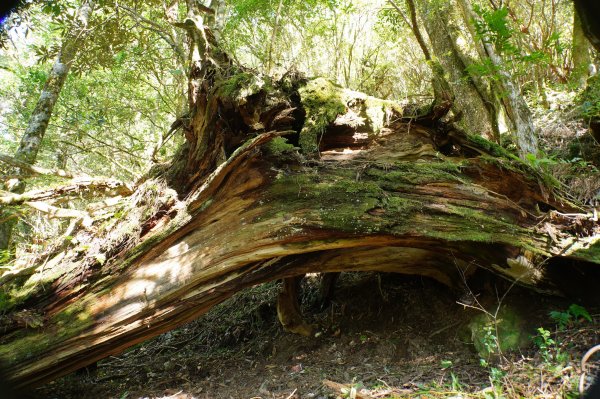 桃園 復興 把家灣山、低陸山2865356