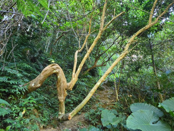 石牛山（小百岳）2909988