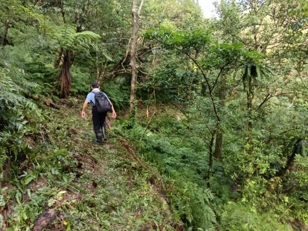 雙溪區后番子坑古道+后番子坑山+平湖東步道+大坑山+下內平林山+上內平林步道出平水2972943