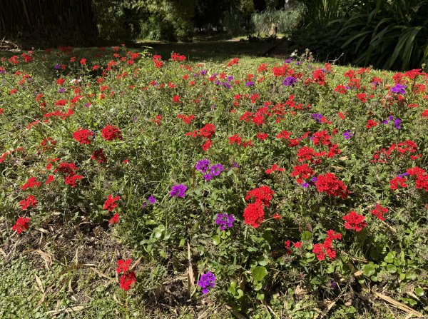 [紐約馬之行-60] 2025_1114 卡洛斯·泰斯植物園-下2954200