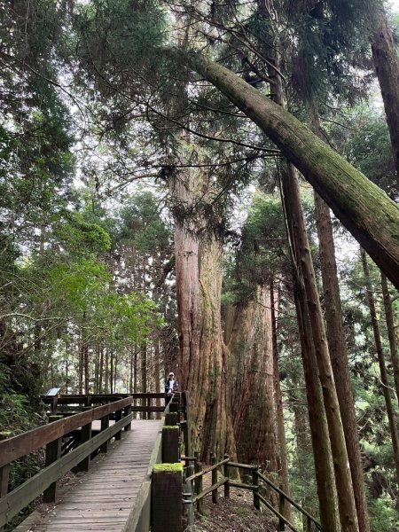 新竹 五峰 觀霧國家森林遊樂區 蜜月小徑+檜山巨木群步道