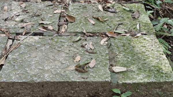 (姨婆趴趴走)第五十五集:攀登健走台北大崙頭尾山親山步道環狀一圈2853717