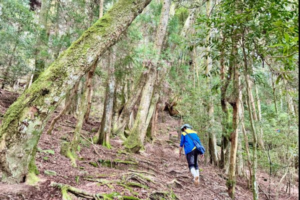 觀霧-檜山巨木群步道2925589