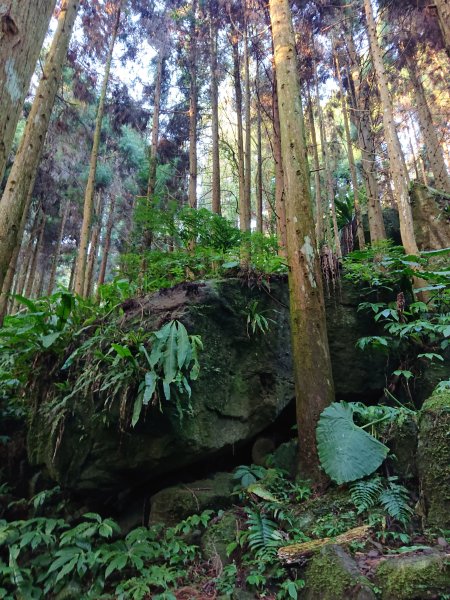 雲霧步道上鵝公髻山2425628