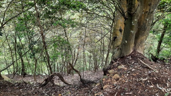 《苗栗》挑炭古道｜三通嶺探長潭坑山大坑尾山二連峰O繞202204171678418