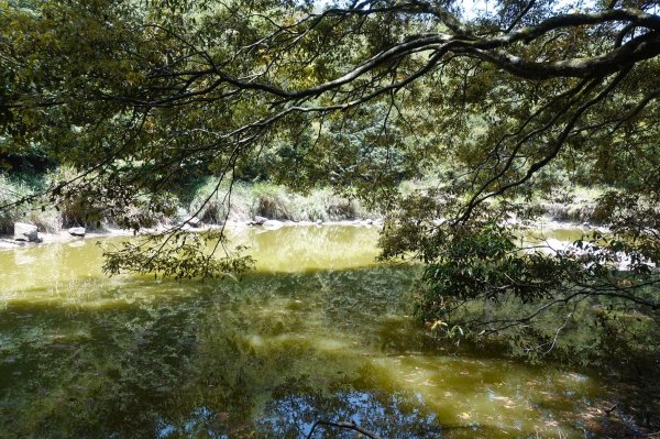 1090413中之關天池-初嚐梅子雞940915