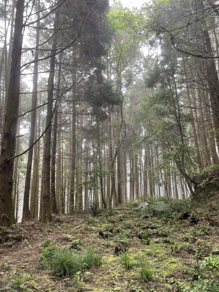 麥巴來山~五峰最美的山...1697179