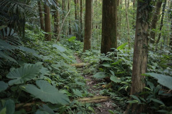 蓮包山：連走馬武督158595