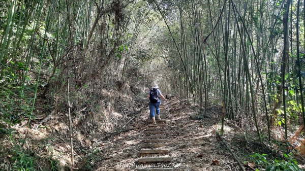 《南投》古道巡禮｜八通關古道社寮線蜈蚣崙段202511152937036