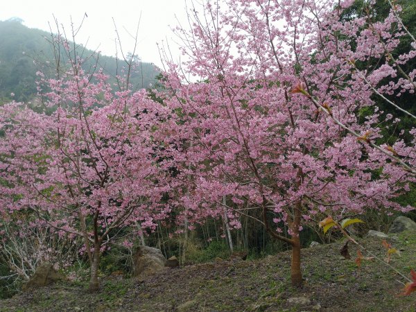 2023-02-26 登嘉南雲峰巧遇草嶺櫻花季2043944