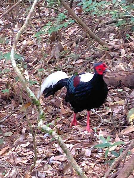 長壽山、肥崠山、醜崠山、大崠山、大崠山經建版2931606