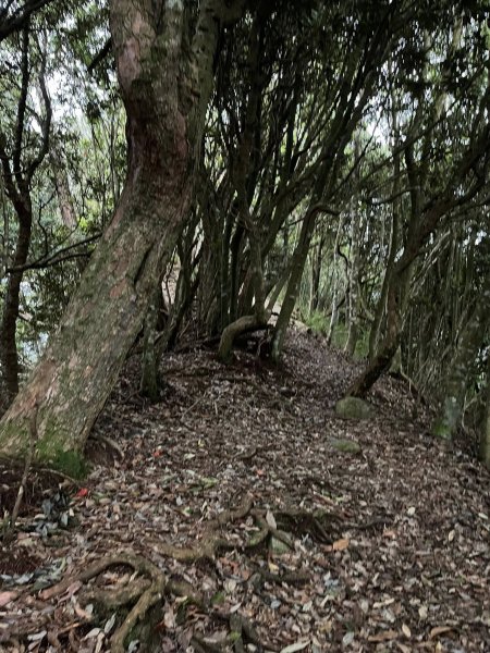 屋我尾山（大雪山線）2867445