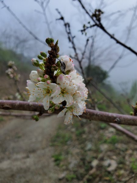 藤枝山+櫻花公園賞櫻花798388