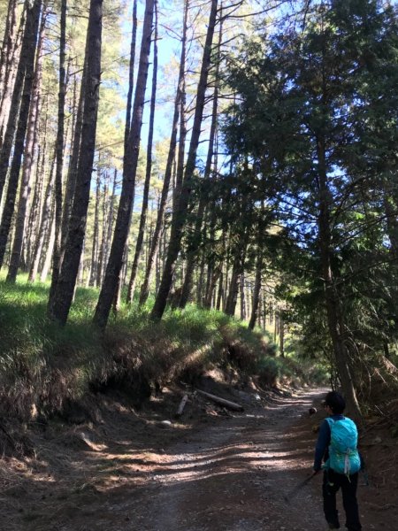 大雪山200林道北三錐山736927