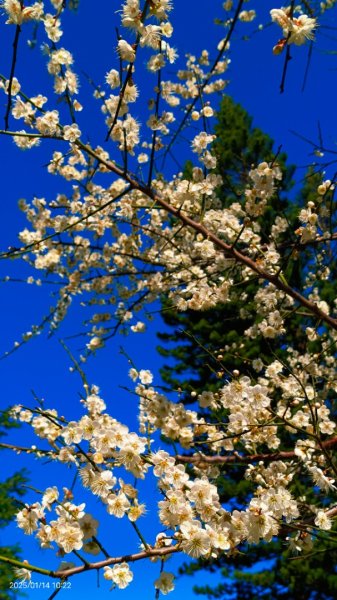 雙溪公園賞花&原住民公園落羽松&故宮1/142689955