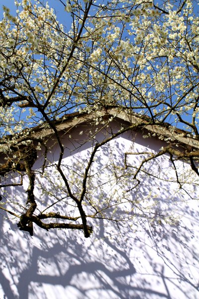 【南投~信義 】牛稠坑賞梅1254942