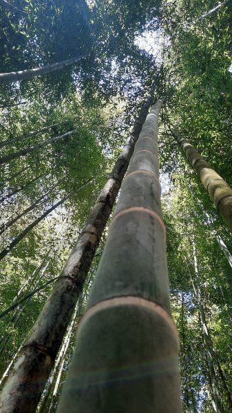 《南投》溪頭三秀｜溪頭山竹崙山志騰山O繞樟仔林林道202509212893463