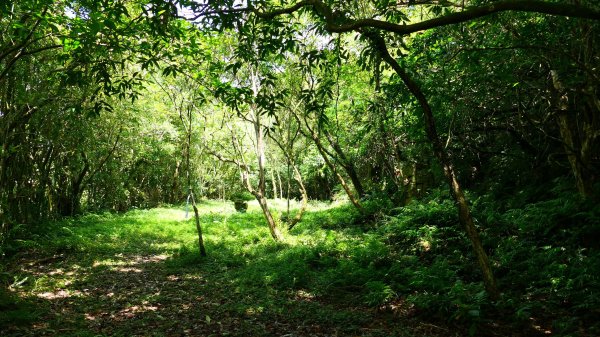 大湖尾,溪尾寮,藤寮坑古道2877524