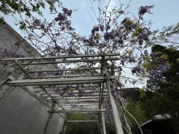 瑞里紫藤花季1310151