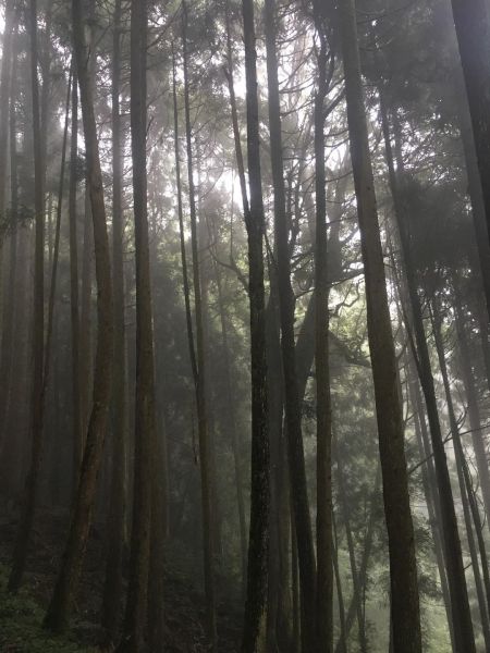 觀霧檜山巨木森林步道171757