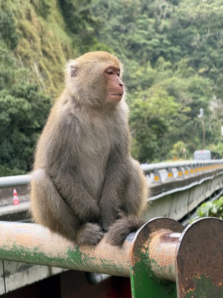 登仙橋賞猴2704781
