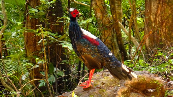 #新店四十份 #翡翠水庫壩頂 #夜景 #曙光 #雲海 #雲瀑 #藍腹鷴 8/62852929