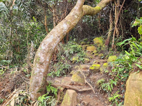 小百岳集起來-溪洲山（石門苗圃）2181567