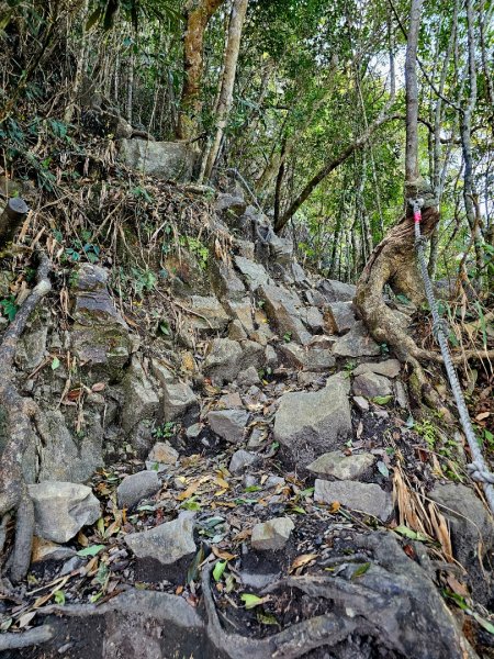 白毛山-谷關七雄(老六)3015215