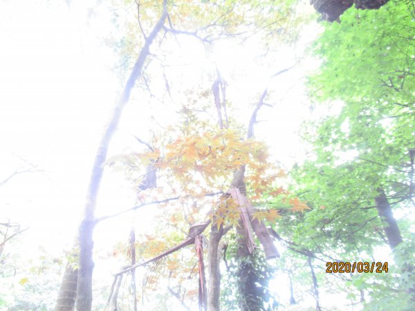 紅淡山步道907486