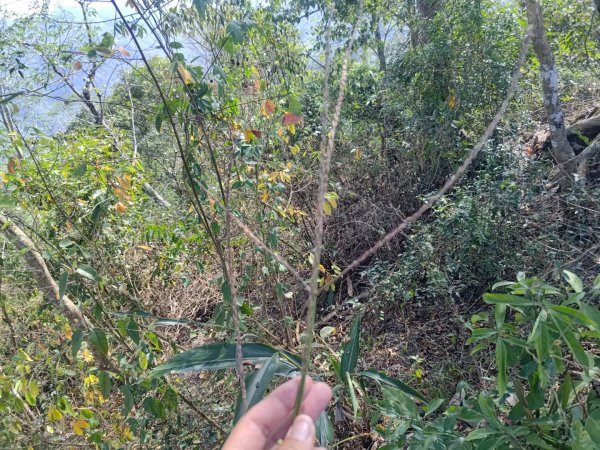 盆貿里山三盆連走2749549