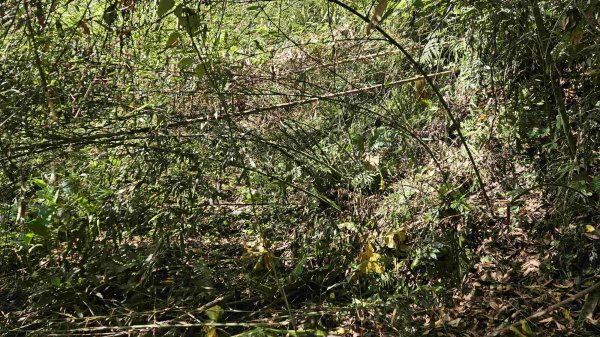 20250422豐田派出所-磨石坑古道-磨石坑山-圳沽古道2767906