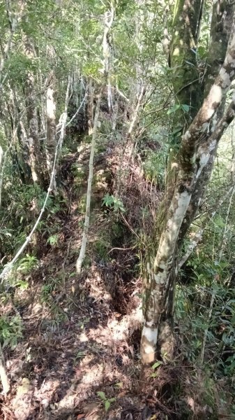 坪林區仁里坂橋-仁里坂山-金瓜寮土地公-仁里坂橋O型3132814