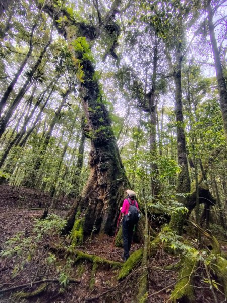 稍來小雪山國家步道、船型山、鞍馬山、鞍馬山東北峰、天池、雪山神木2799856
