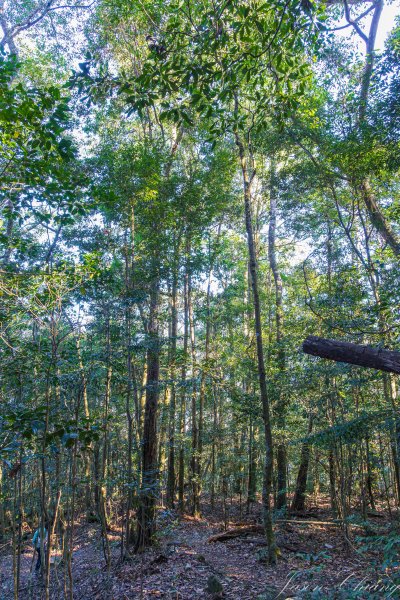 谷關七雄_八仙山2679614