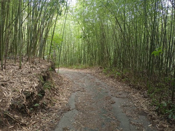 20230819苗栗泰安士林山、士林山北峰、士林壩山2254990