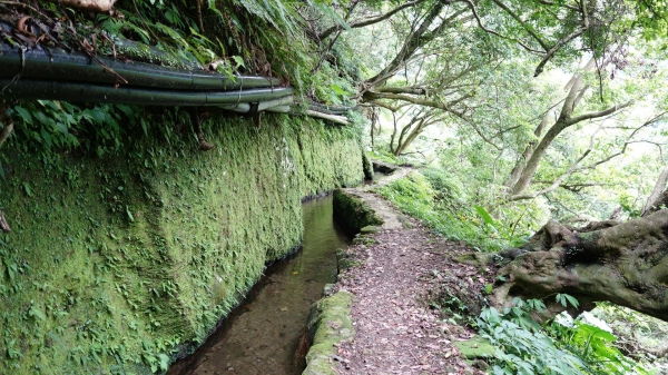 百年坪頂古圳與北五指山之草原驚艷45792