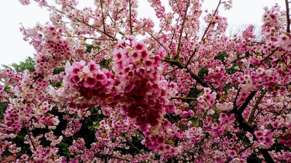 天元宮的櫻花255335