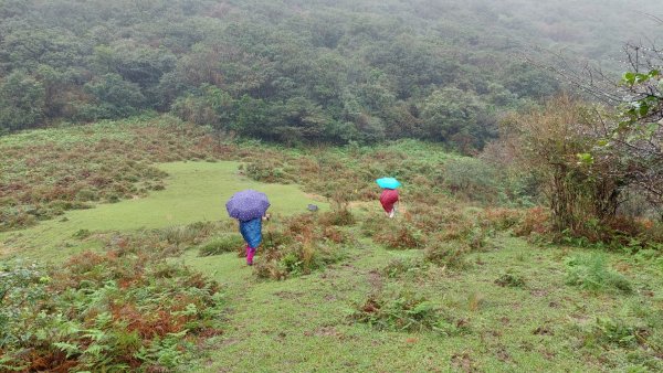 陽明山後花園，百年靜美牧牛山徑，古道草原精華連走2787731