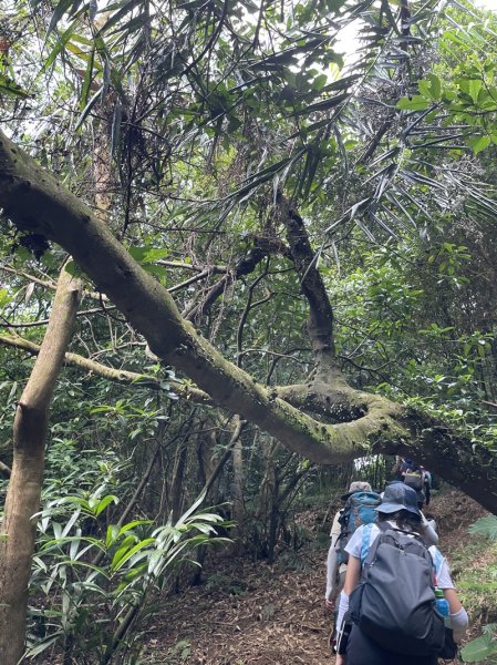 阿里磅,青山瀑布連走百年梯田2549088