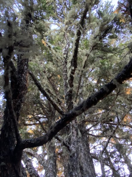 2024/8/30-31尋訪傳說中的鳥山~喀拉業2587336