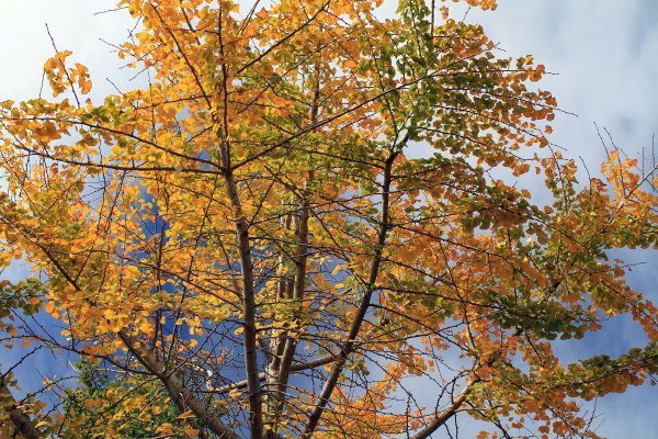 【南投~仁愛】清境農場賞銀杏落羽松楓紅1209042