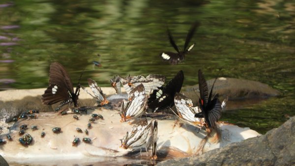 陽明山趴趴走，又到了賞蝶趣的季節 #褐斑毒蛾幼蟲