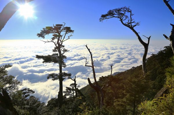 大武地壘---鐵杉-雲海-月色-變色葉140678